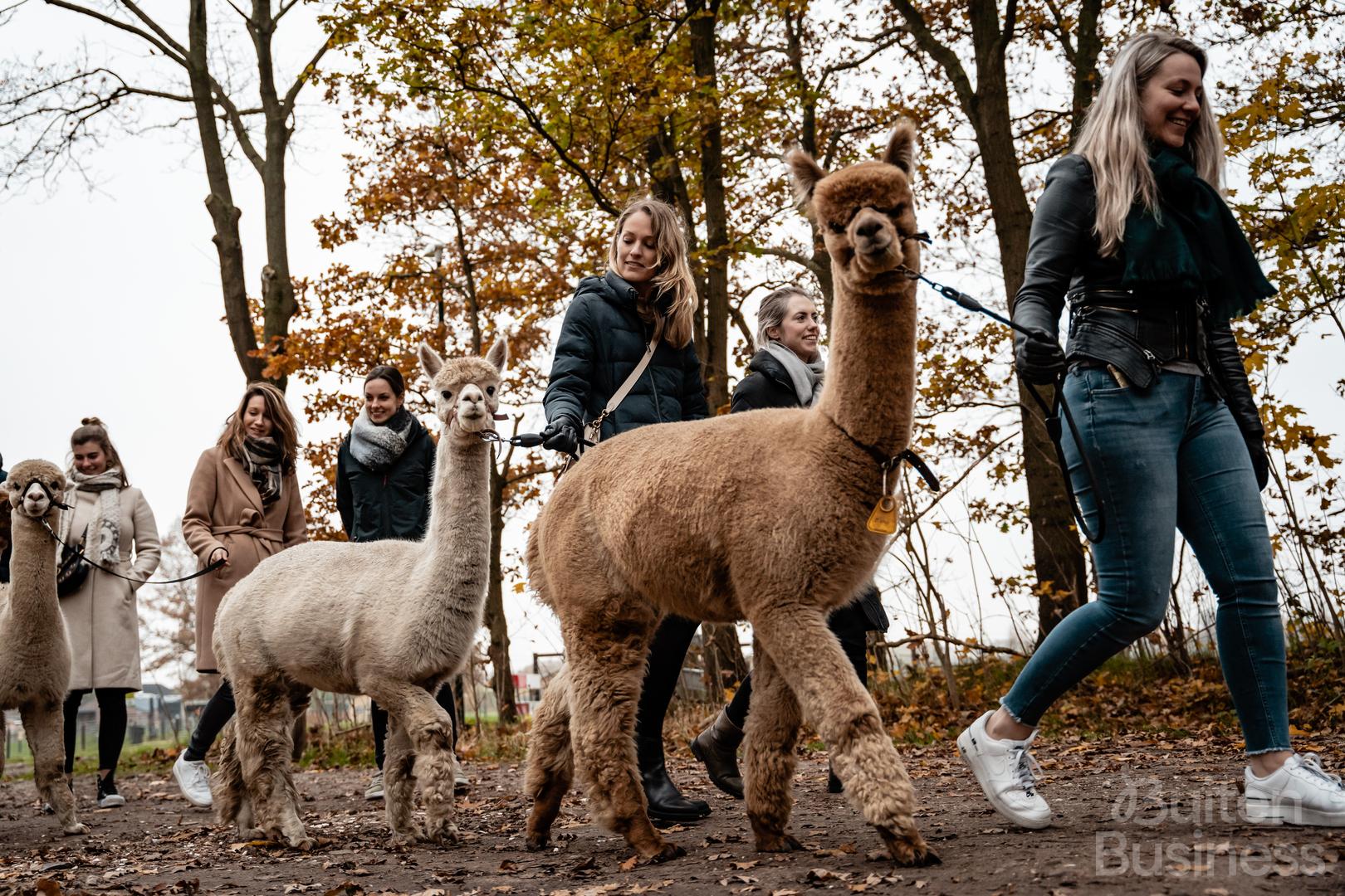 Vergaderen bij Alpacafarm Vorstenbosch in Vorstenbosch, Noord-Brabant via BuitenBusiness