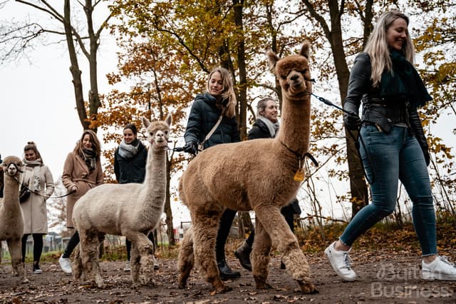 Vergaderen bij Alpacafarm Vorstenbosch in Vorstenbosch, Noord-Brabant via BuitenBusiness